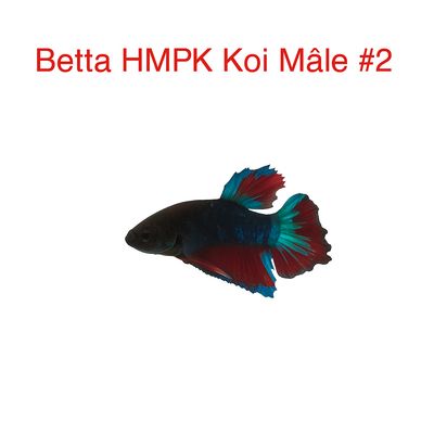 Male Betta HMPK Koi #2