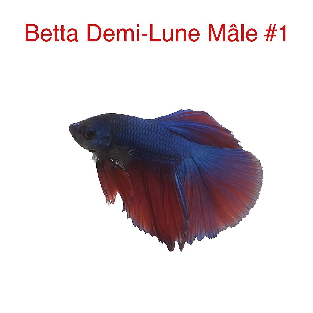 ​Male Halfmoon Betta