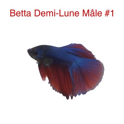 ​Male Halfmoon Betta