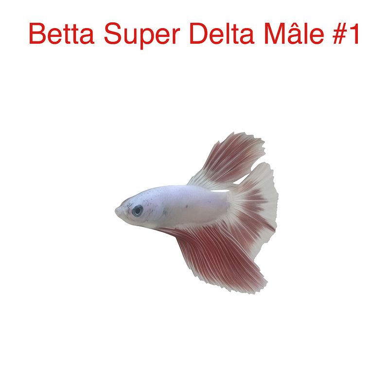 Betta Super Delta Male Betta Super Delta Male