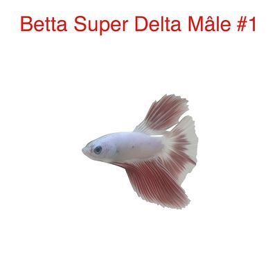 Betta Super Delta Male