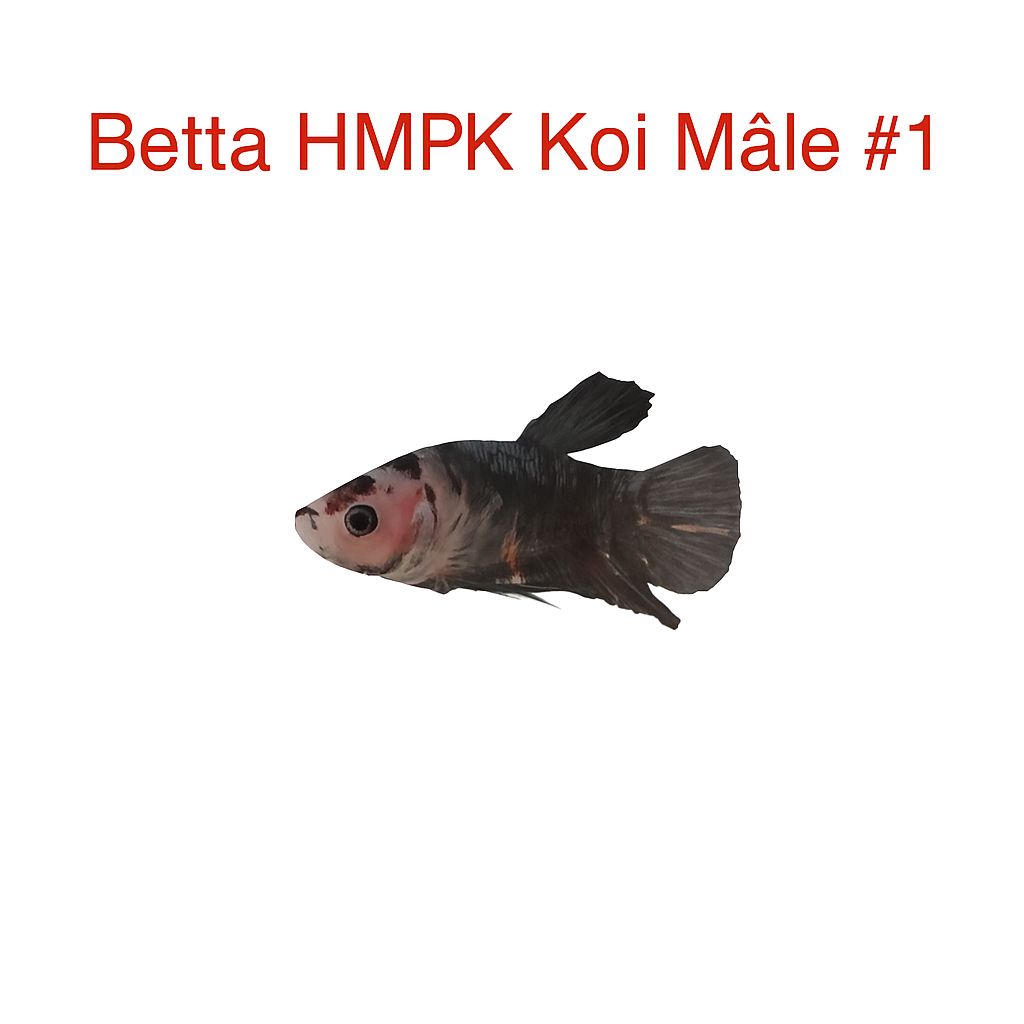 Male Betta HMPK Koi #1