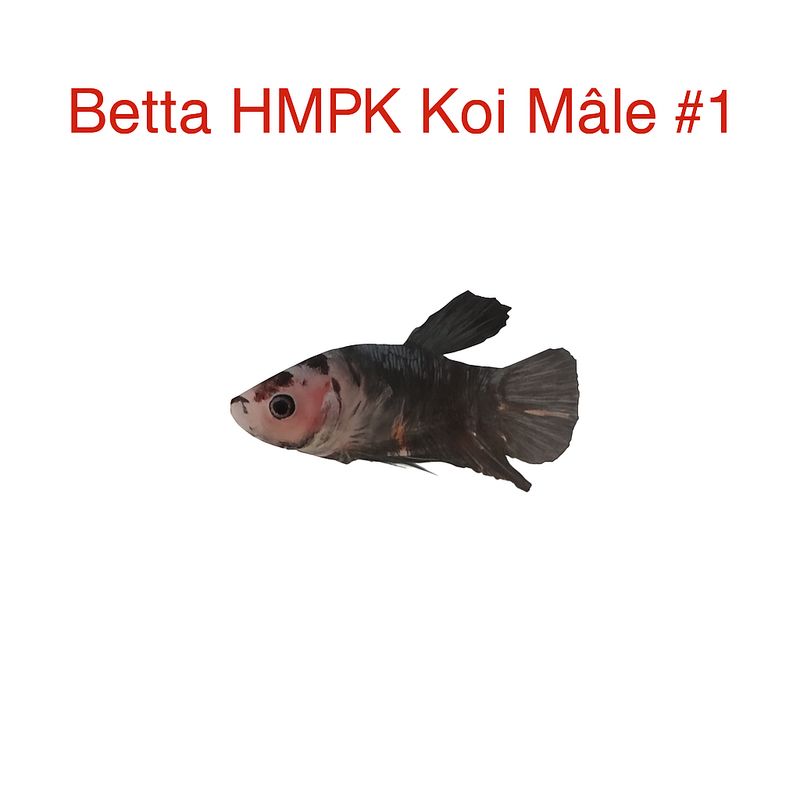Male Betta HMPK Koi #1 Male Betta HMPK Koi #1