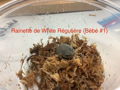 White tree frog Baby #1