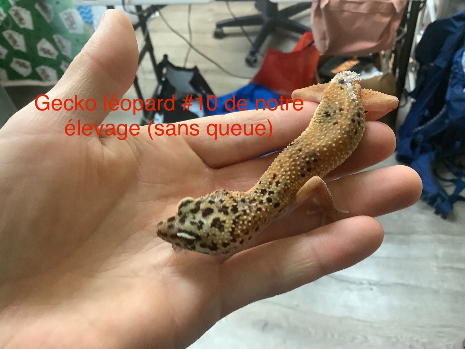 Gecko Léopard Tangerine Het Albino (Rainwater) Mack Snow