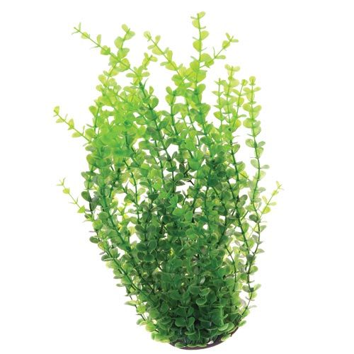 Green Moneywort - 16" Green Moneywort - 16"