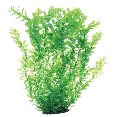 Green Cardamine - 24&quot;