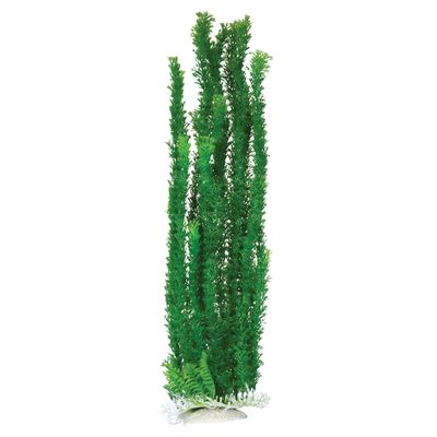 Cabomba - 24&quot;