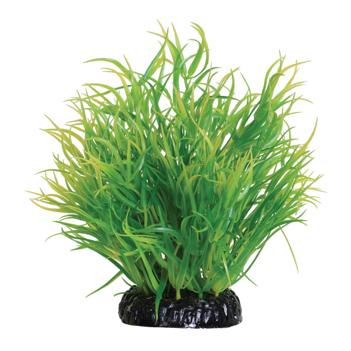 Lemon Grass - 6" Lemon Grass - 6"
