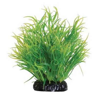 Lemon Grass - 6&quot;