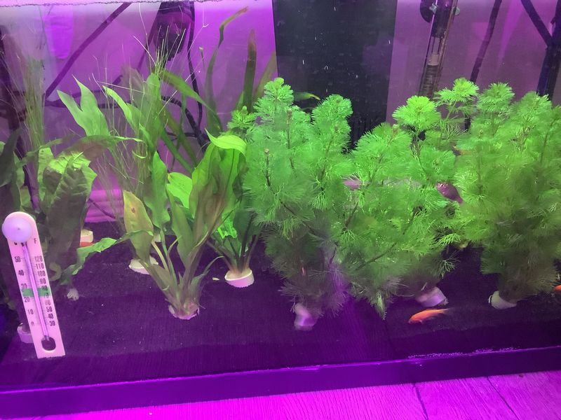 Plante d'aquarium varié / Varied aquarium plant