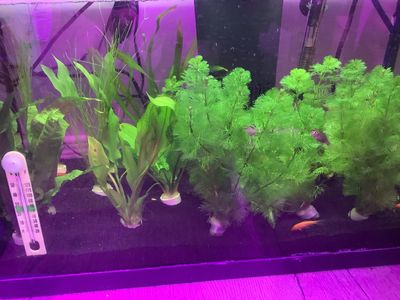 Plante d'aquarium varié / Varied aquarium plant