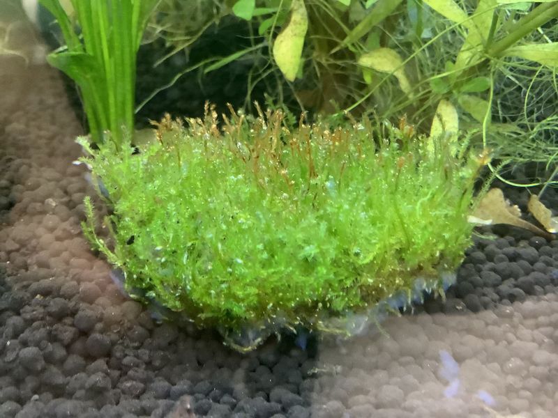Christmass moss Vesicularia dubyana