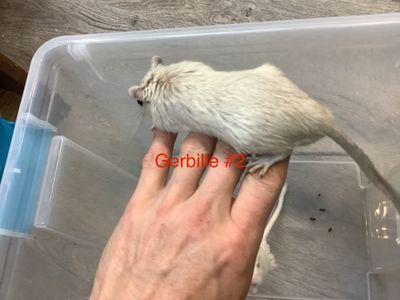 Gerbille