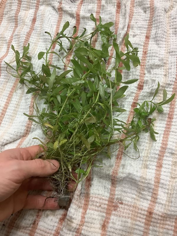 Ludwigia Palustris “Green”​