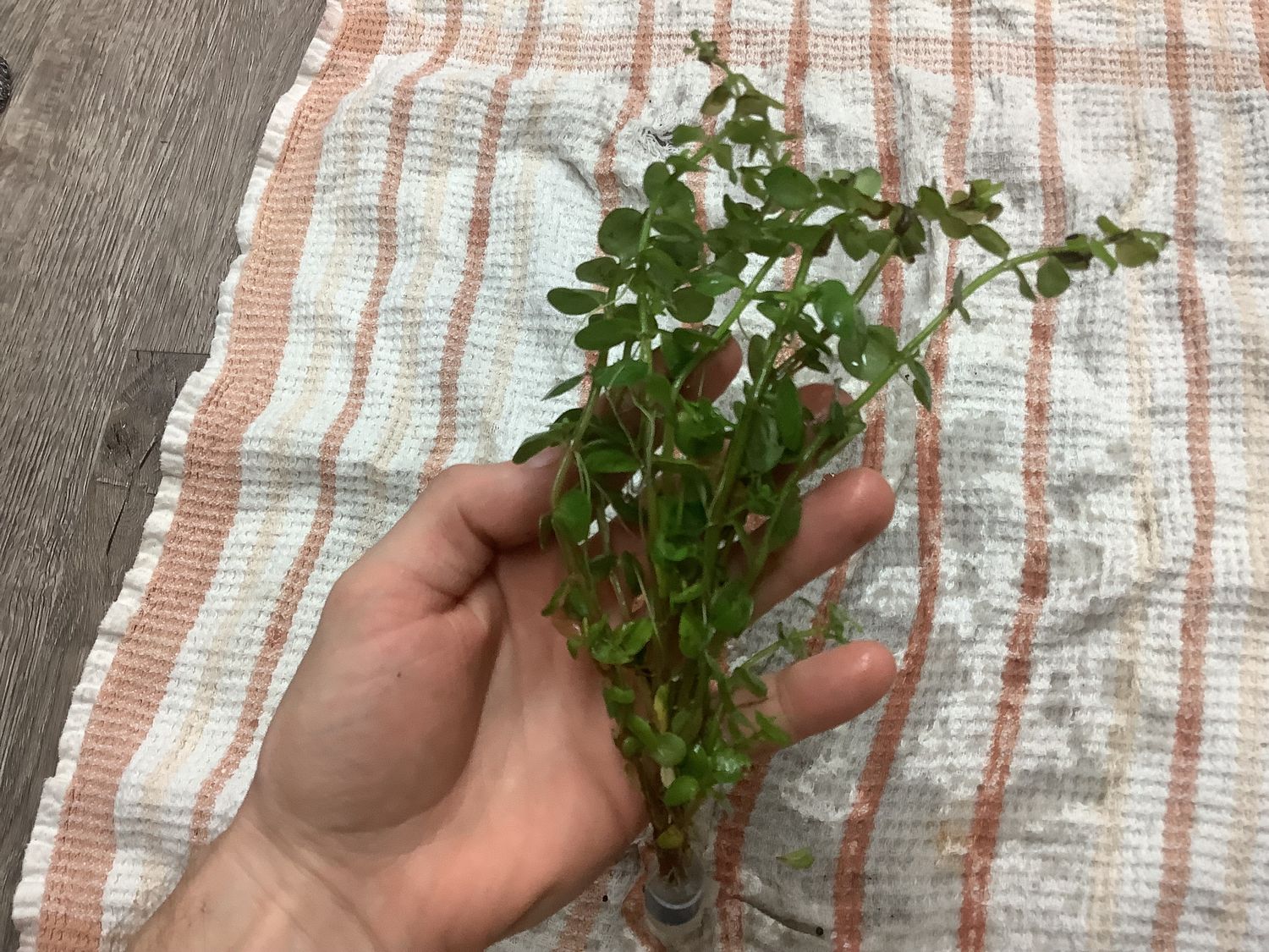 Bacopa caroliniana Bacopa caroliniana