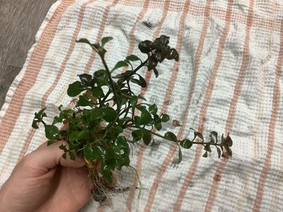 Bacopa Salzmannii &quot;Purple&quot;