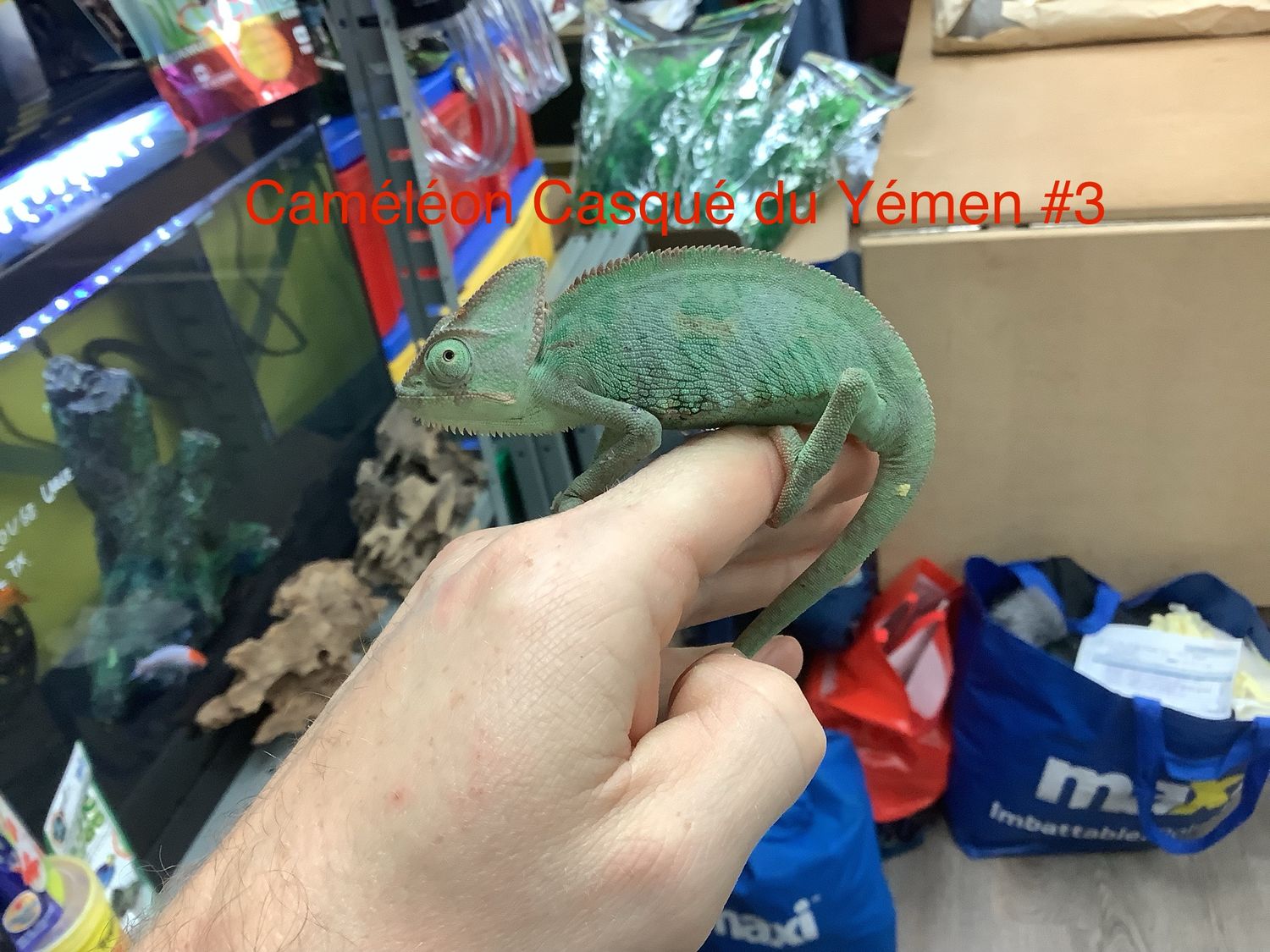 Veiled Chameleon Female #3