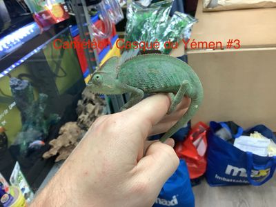 Veiled Chameleon Female #3