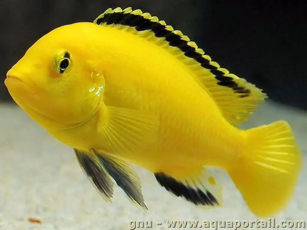 African cichlid Labidochromis Yellow