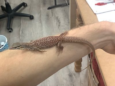 Ackie Monitor (Varanus acanthurus)