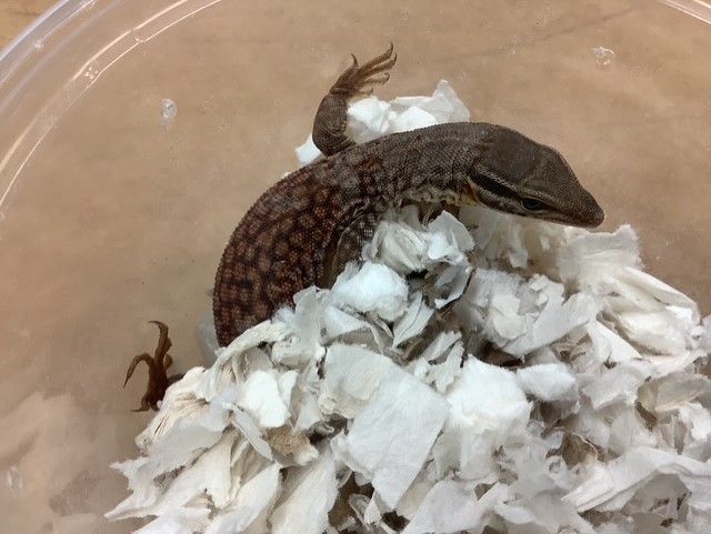 Ackie Monitor (Varanus acanthurus)