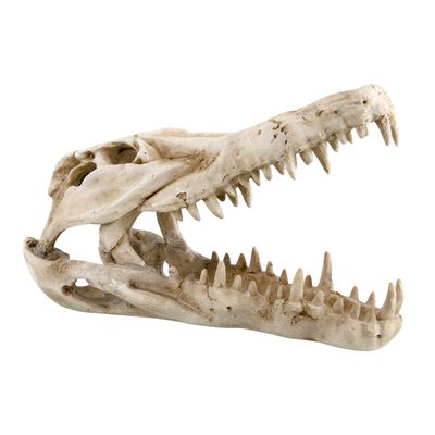 Dino Skull Shelter - 10&#39;&#39;