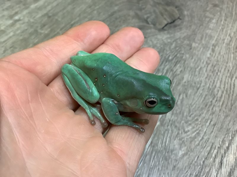 White tree frog ''Snowflake'' (Preorder) White tree frog ''Snowflake'' (Preorder)