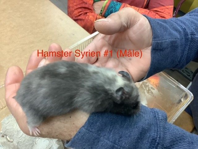 Syrian Hamster #1 Male