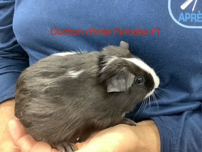 Guinea pig #1 Female