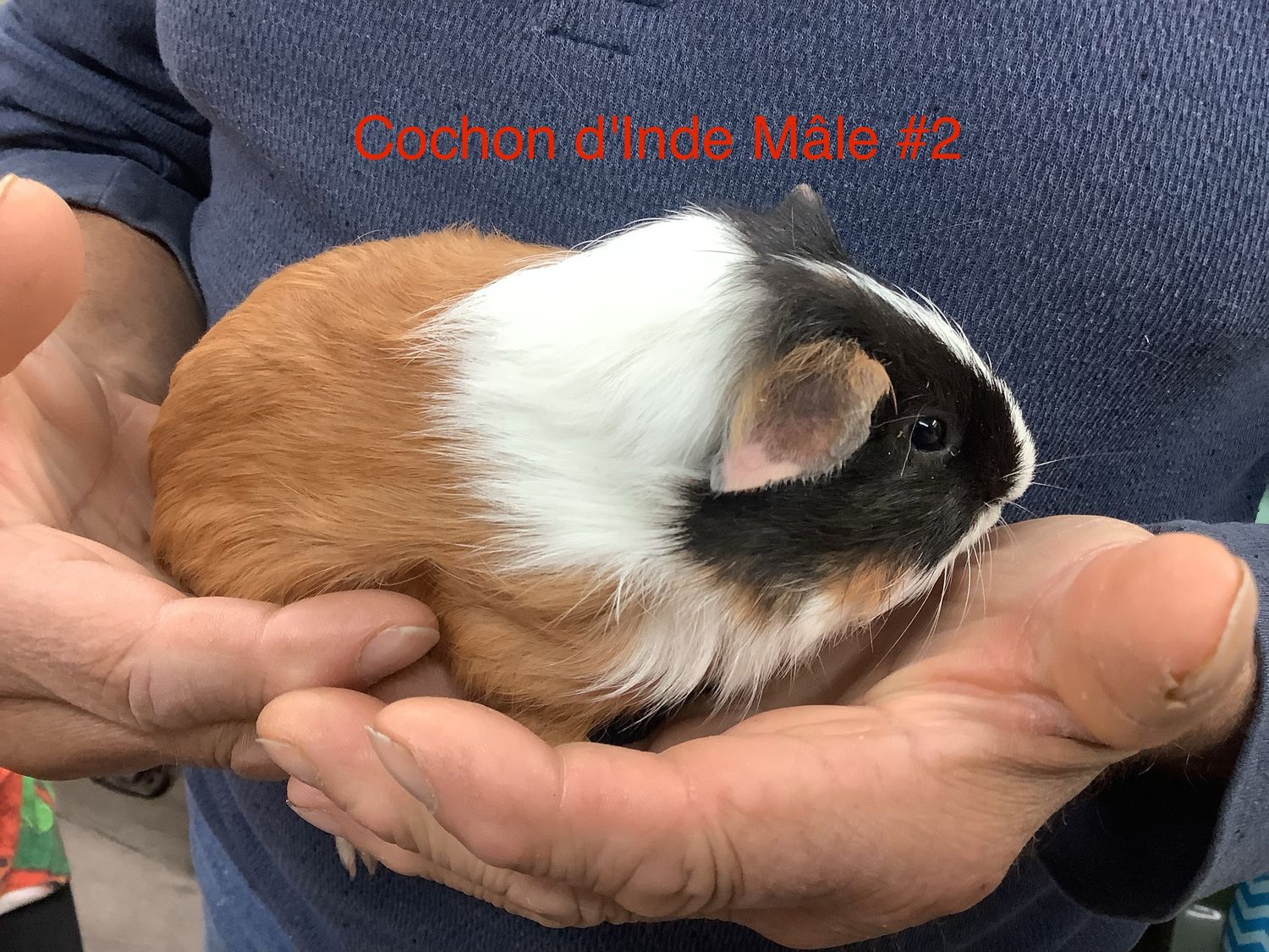 Guinea pig #2 Male