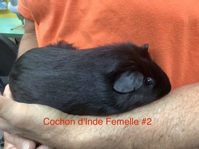 Guinea pig #2 Female