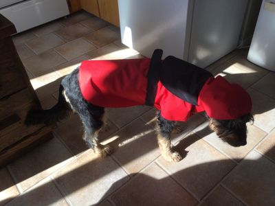 Waterproof lined for dog