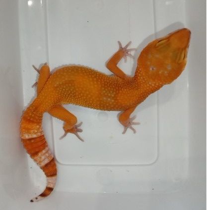 Léopard Gecko Tornado Léopard Gecko Tornado