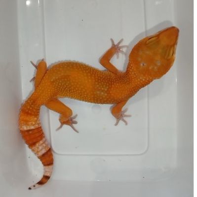 Léopard Gecko Tornado