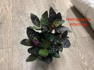 Hemigraphis Alternata