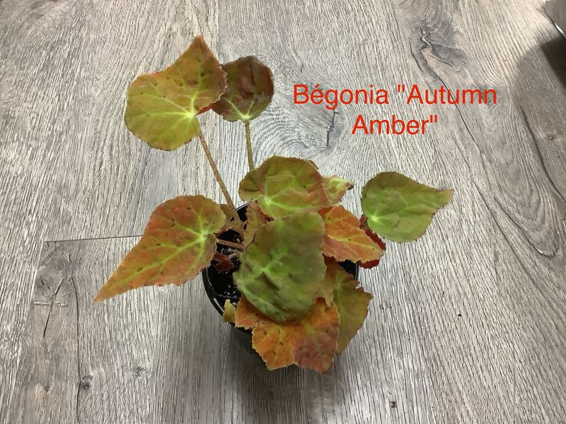 Bégonia Autumn Ambe
