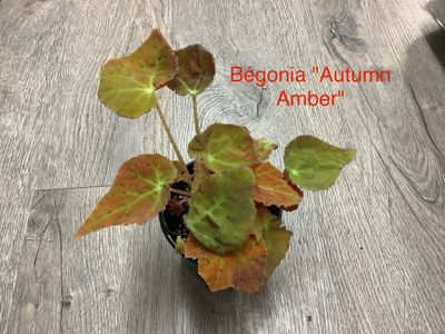 Bégonia Autumn Ambe