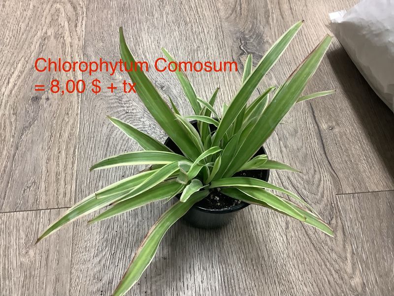 Chlorophytum Comosum