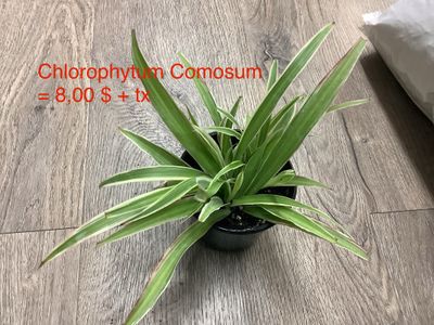 Chlorophytum Comosum