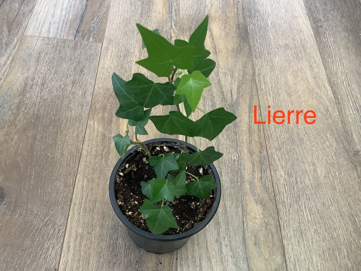 Lierre Hélix Commun