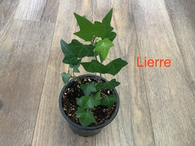 Lierre Hélix Commun