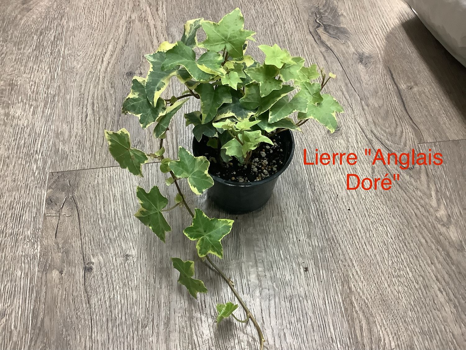 Lierre Anglais Doré