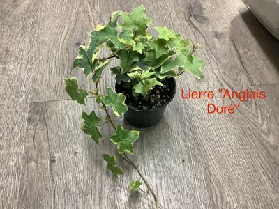 Lierre Anglais Doré