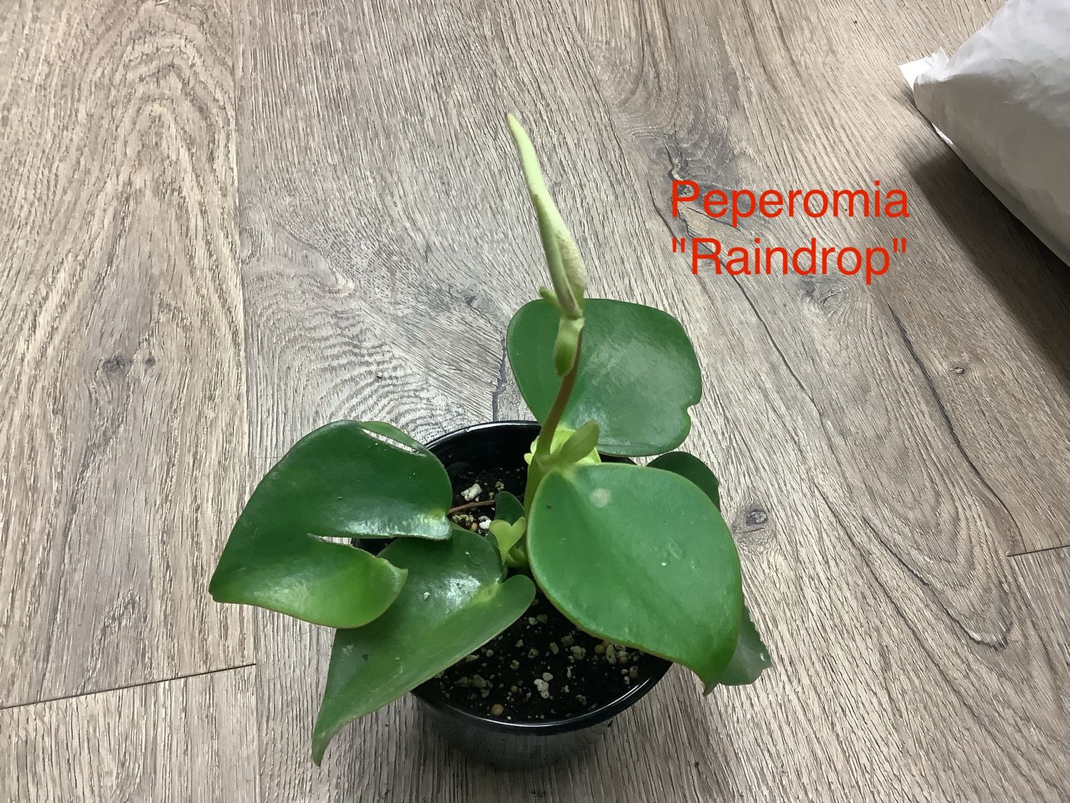 Peperomia "Raindrop" Peperomia "Raindrop"