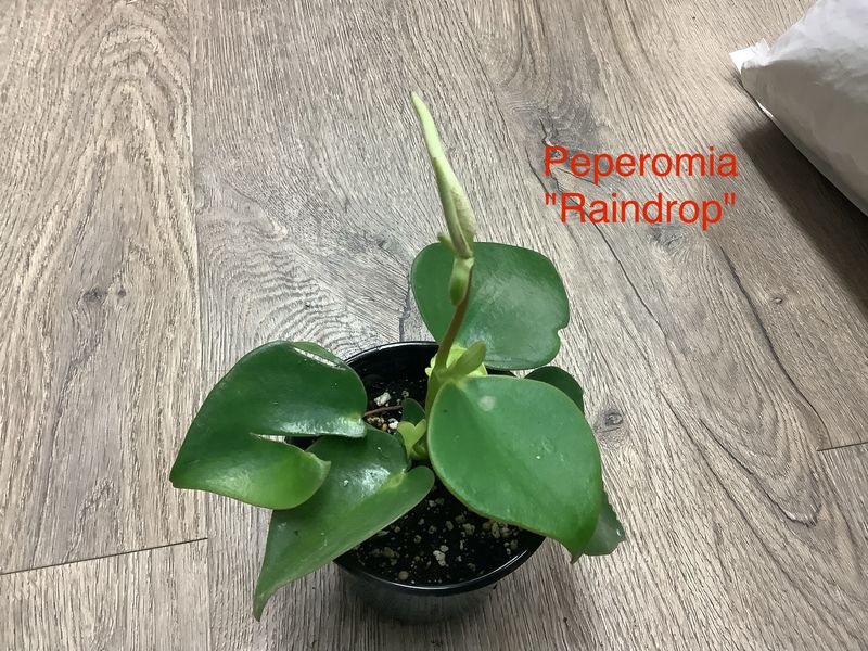 Peperomia &quot;Raindrop&quot;