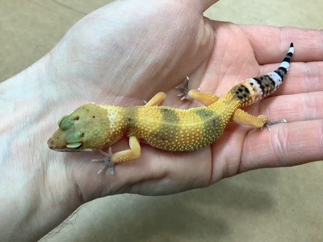 Gecko Leopard Hypo Tangerine 50% het Albino (Tremper)