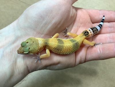 Gecko Leopard Hypo Tangerine 50% het Albino (Tremper)