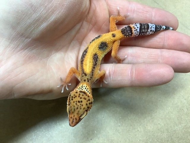 Gecko Leopard Tangerine Bold Stripe 50% het albino (Tremper) Gecko Leopard Tangerine Bold Stripe 50% het albino (Tremper)