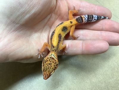 Gecko Leopard Tangerine Bold Stripe 50% het albino (Tremper)